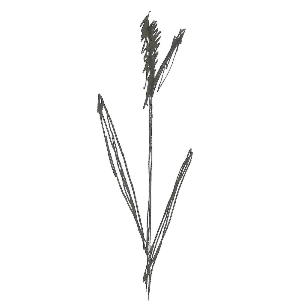 Illustration av Anna Wiksten: vinterståndare.