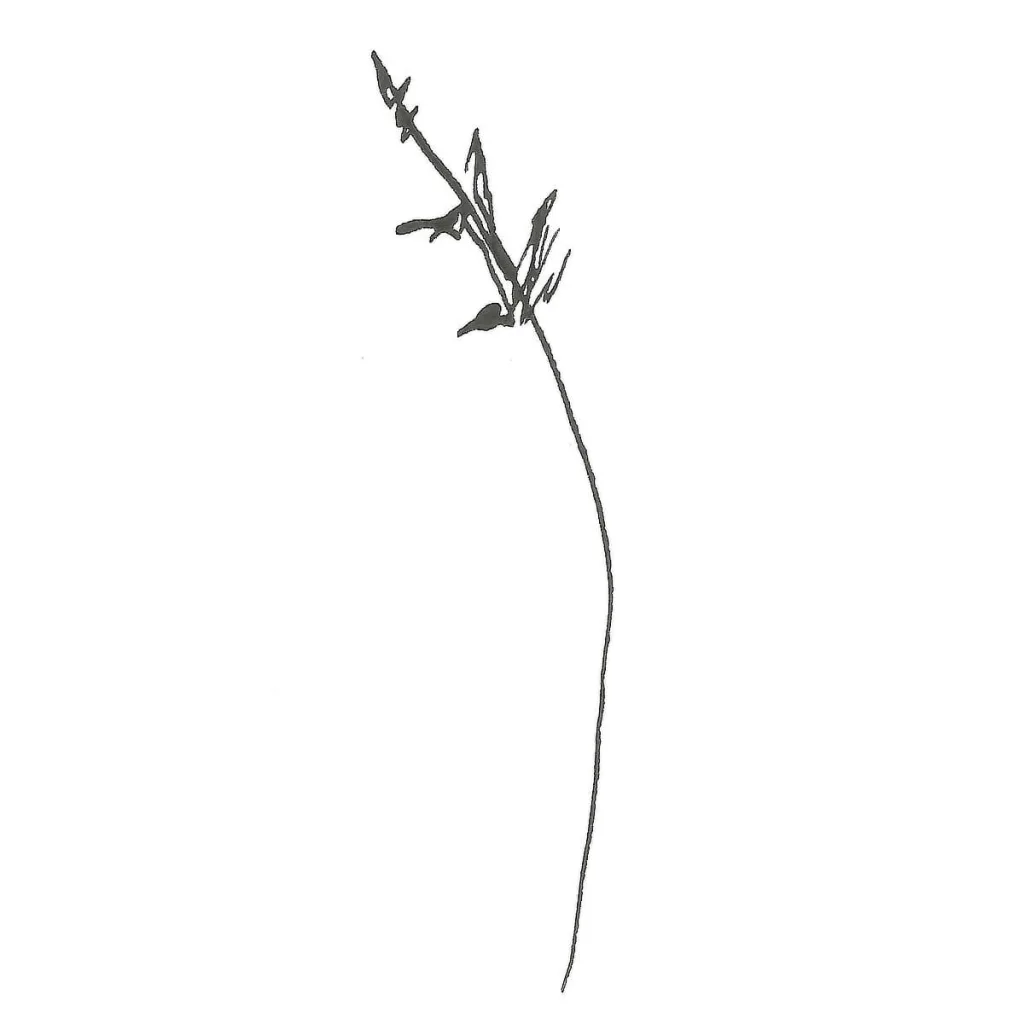 Illustration av Anna Wiksten: vinterståndare.